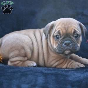 Darla, Miniature Bulldog Puppy